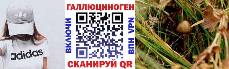 закладка  Чистополь  ссылка на мегу сайт  Псилоцибиновые грибы Psilocybine cubensis 